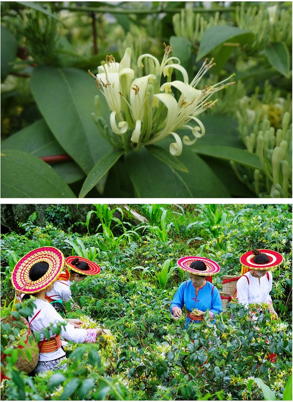 攀丰 隆回高山清润解暑金银花水8瓶装（350ml*8瓶)）