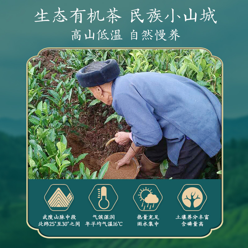 古阳河 八彩古丈红茶【2024明前茶】50g*1罐