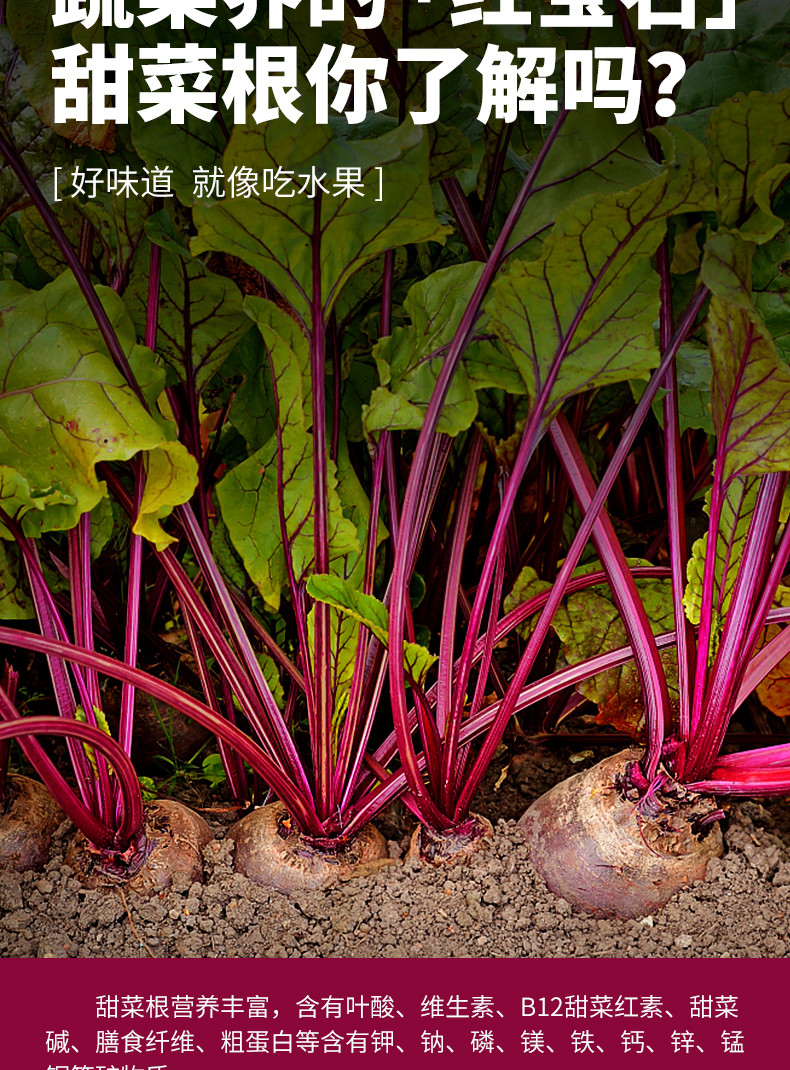 邮政农品 年货节-甜菜根粉