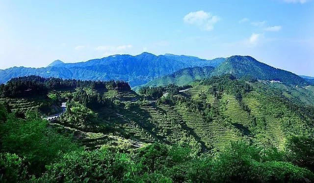 【扶贫助农】邮三湘 湖南衡阳南岳 南岳云雾茶 毛峰圆罐220克/罐