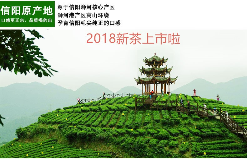 茶叶绿茶信阳毛尖2022新茶特级雨前炒青嫩芽浓香耐泡散装包邮500g