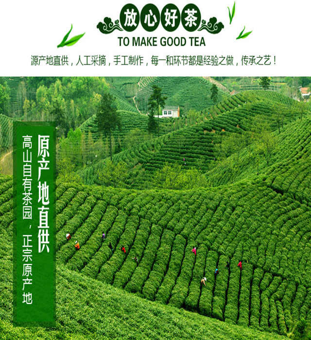 茶叶绿茶信阳毛尖2022新茶特级雨前炒青嫩芽浓香耐泡散装包邮500g