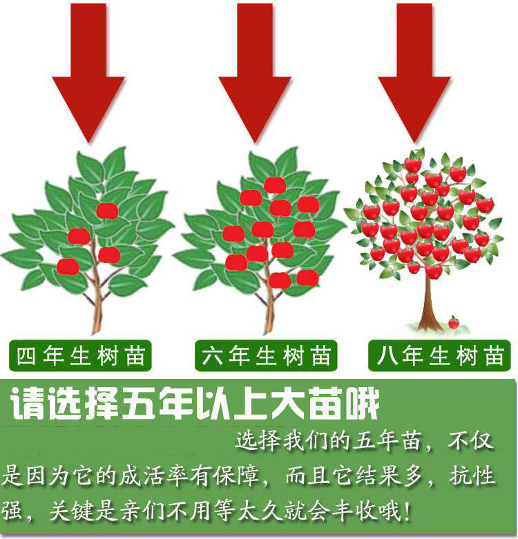 樱桃树苗盆栽矮化果树苗木冬季耐寒南北方果苗美国车厘子大樱桃