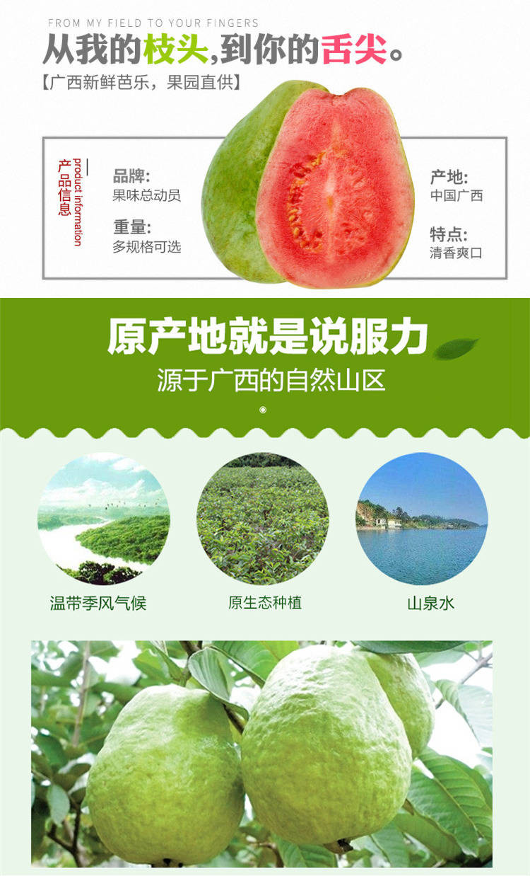 【坏果包赔】新鲜水果 当季珍珠番石榴 白心/红心芭乐果5斤家庭装