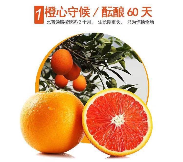 【橙中贵族】秭归血橙 红肉脐橙新鲜橙子试吃5斤钜惠装