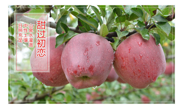 甘肃天水花牛苹果10斤新鲜包邮当季水果刮泥粉面应季红蛇果