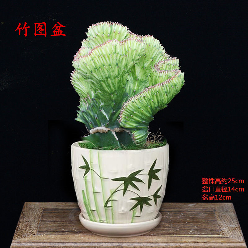 彩麒麟盆栽仙人掌花卉室内绿植吸甲醛防辐射镇宅辟邪植物春峰盆景