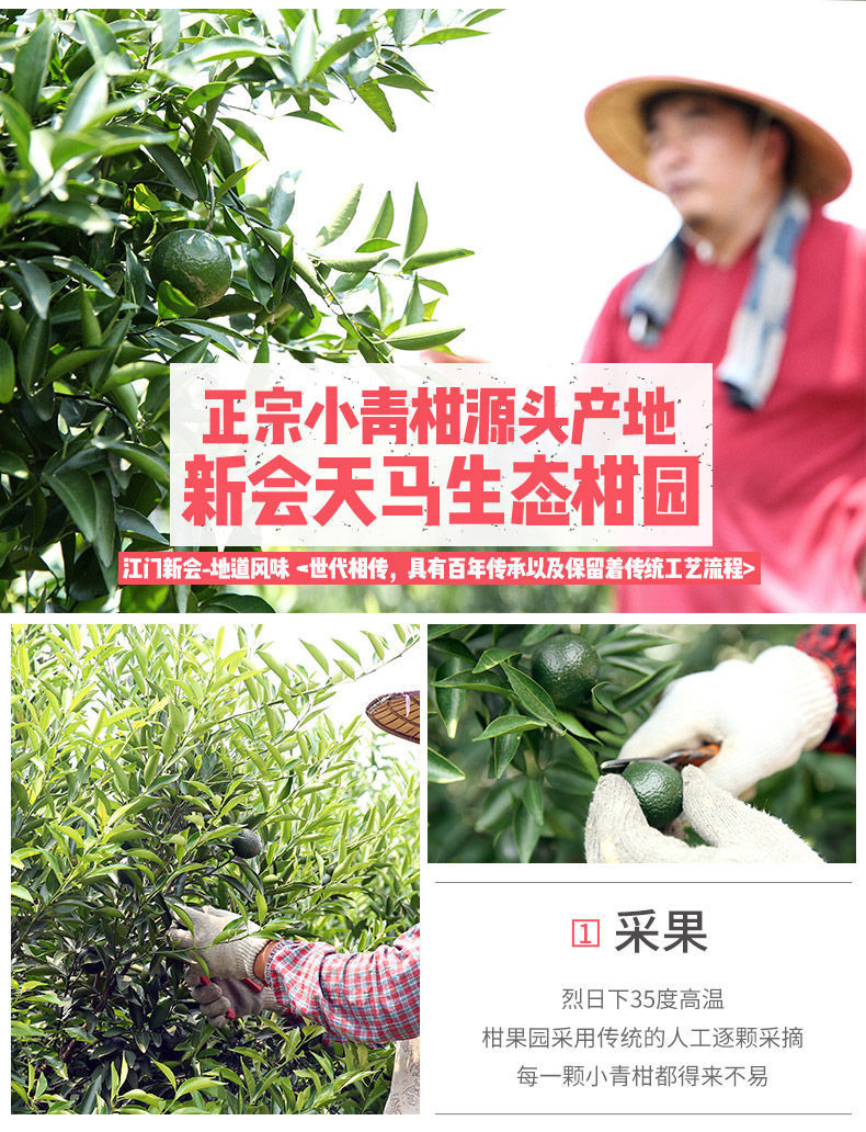 正宗新会小青柑普洱茶陈皮10年宫廷橘普茶叶熟茶250g600g散装批发