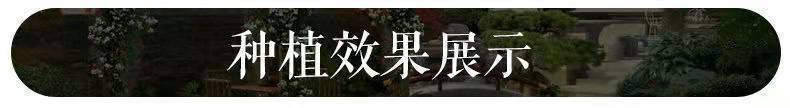 【无刺多花蔷薇花苗】爬藤四季开花室内盆栽庭院花卉藤本月季玫瑰