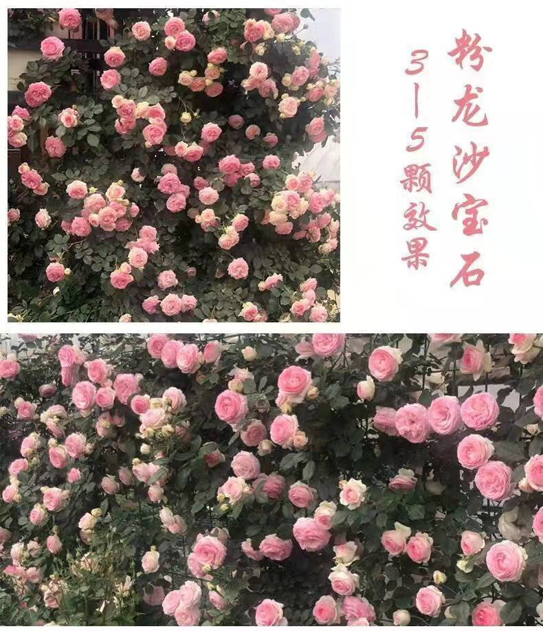 【无刺多花蔷薇花苗】爬藤四季开花室内盆栽庭院花卉藤本月季玫瑰