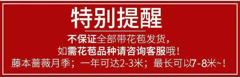 【无刺多花蔷薇花苗】爬藤四季开花室内盆栽庭院花卉藤本月季玫瑰