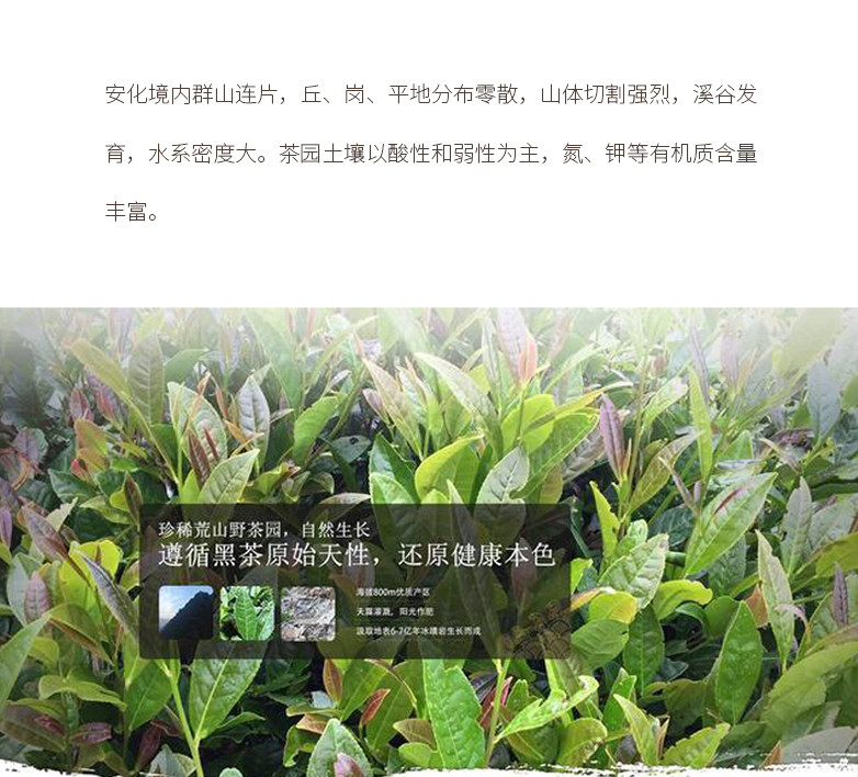  【非遗拾趣·古道十两】国殷 大师茶 自饮 热买好茶 安化黑茶 十两茶 花卷茶 员工福利