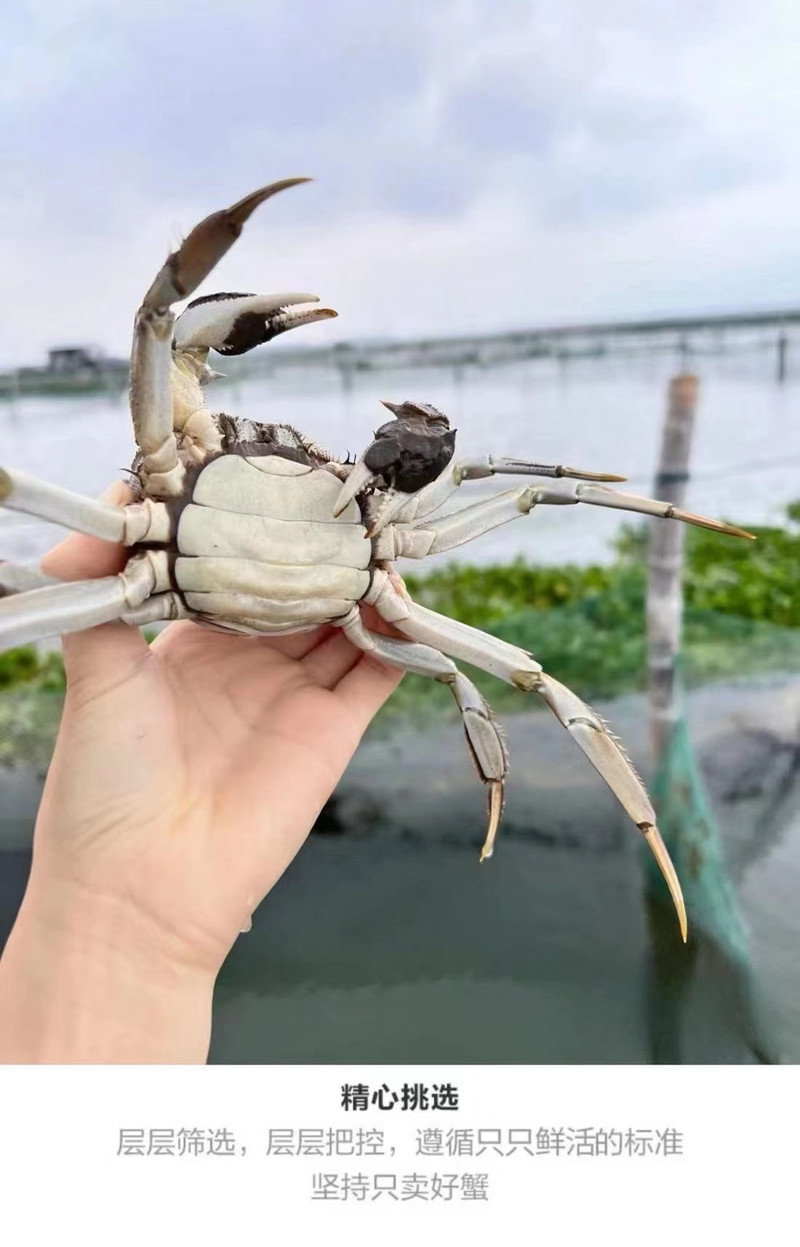 通吃天下 南通海安大闸蟹