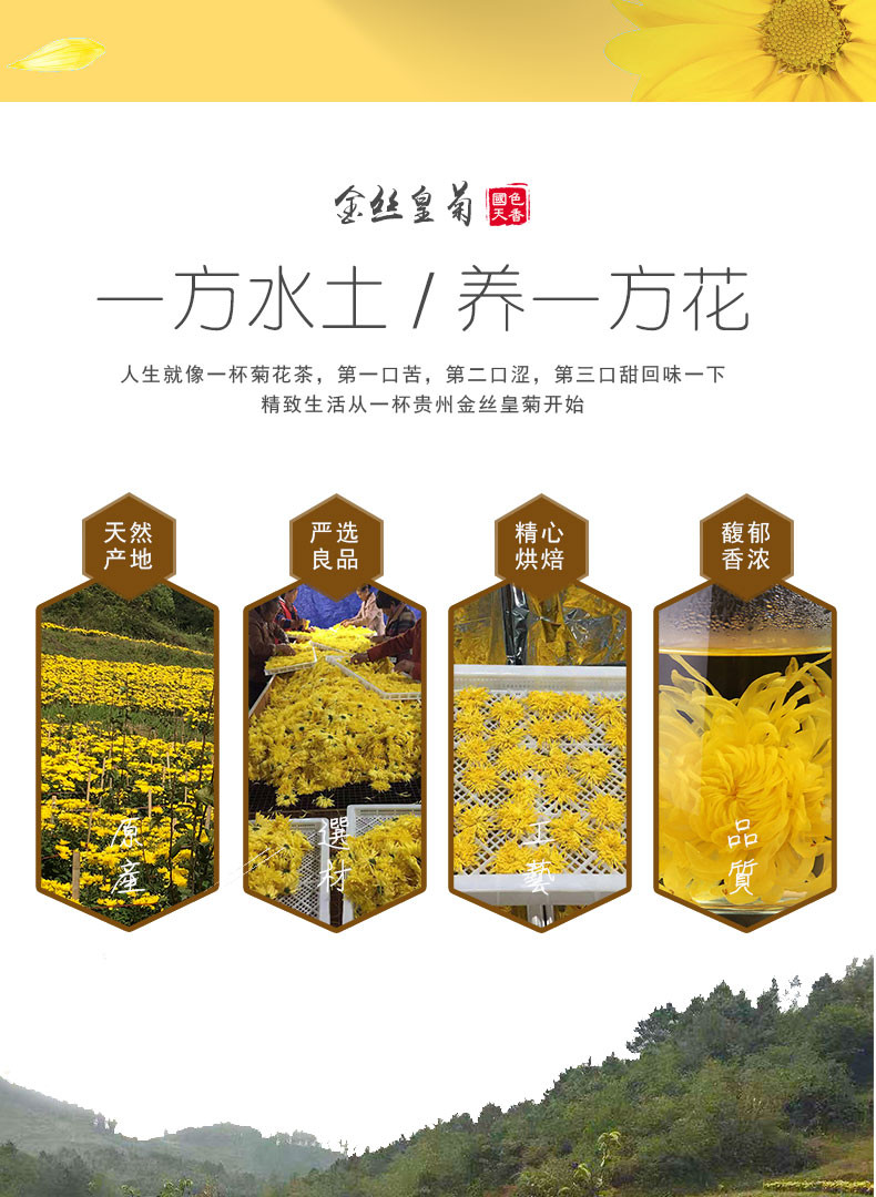 黔南 瓮安【金丝皇菊】礼盒装（40包 一包一朵）省内包邮