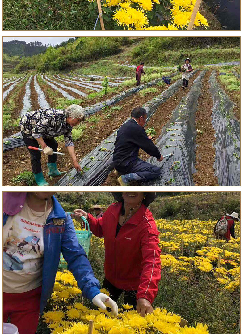 黔南 瓮安【金丝皇菊】省内包邮