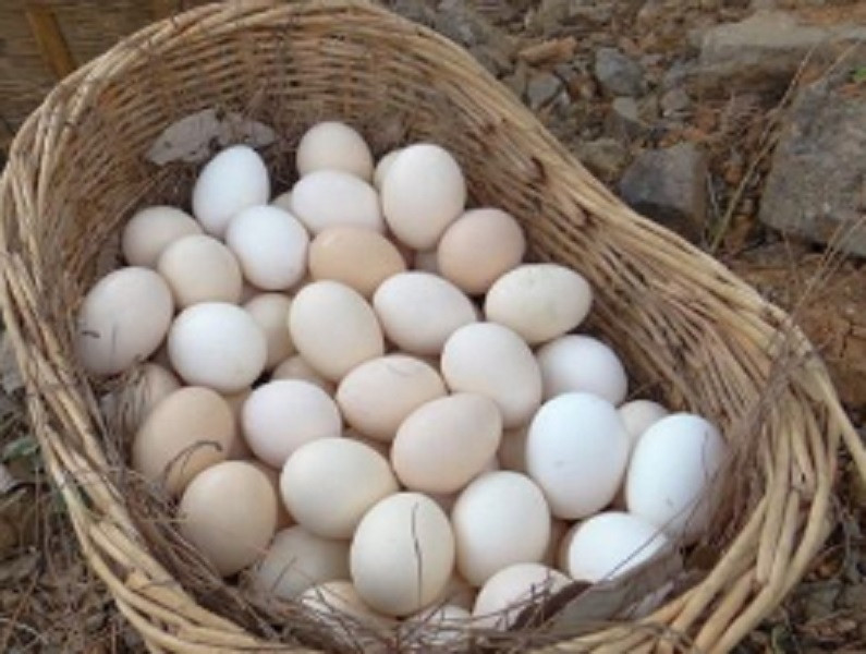 农家自产 登封鸡蛋