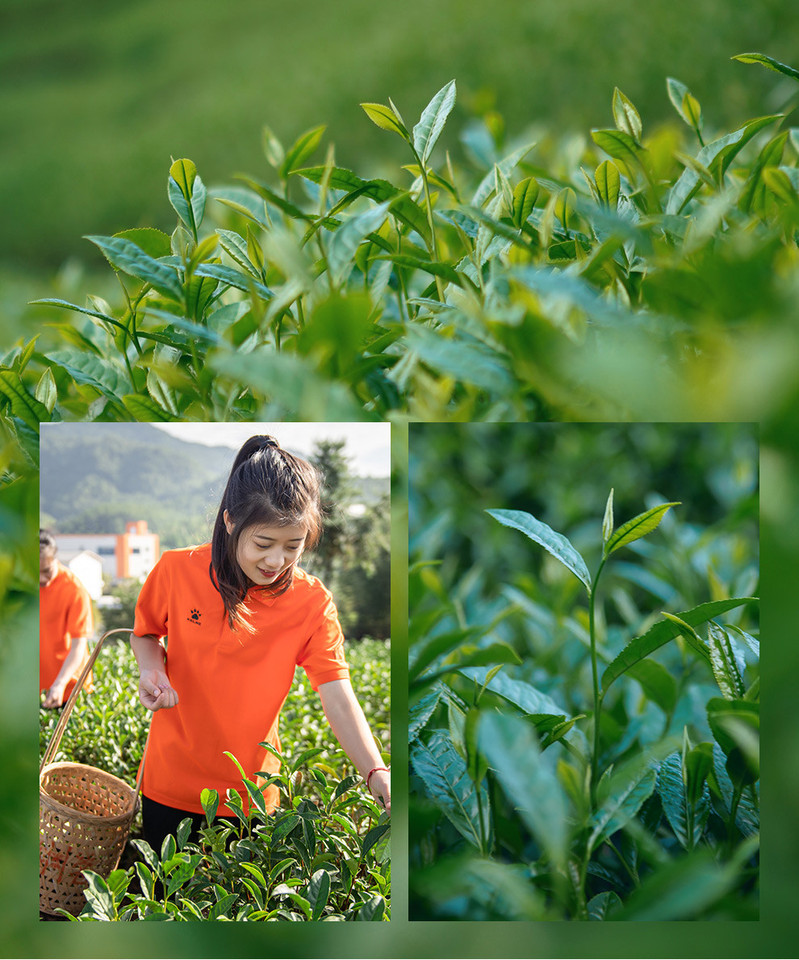 桃渊茗 桃渊茗 武夷山原产武夷岩茶产区见山水仙岩茶单罐100G 散装罐装茶叶礼盒装