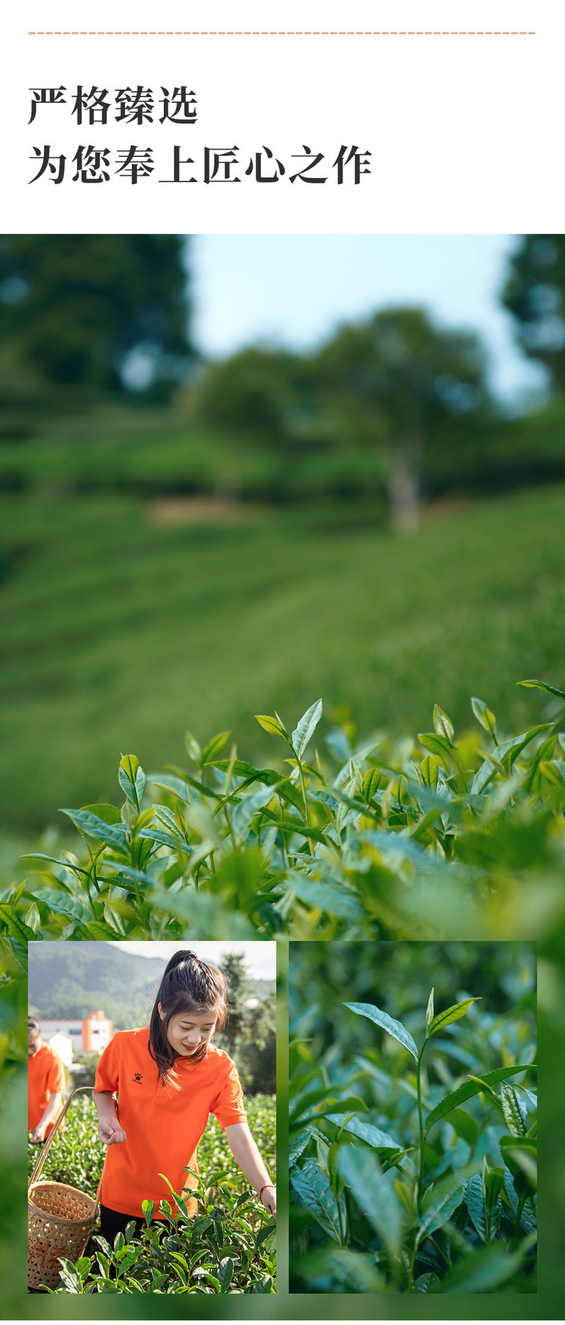 桃渊茗 桃渊茗 武夷山高品质肉桂岩茶 武夷岩茶核心产区见山肉桂岩茶100G 散装罐装茶叶