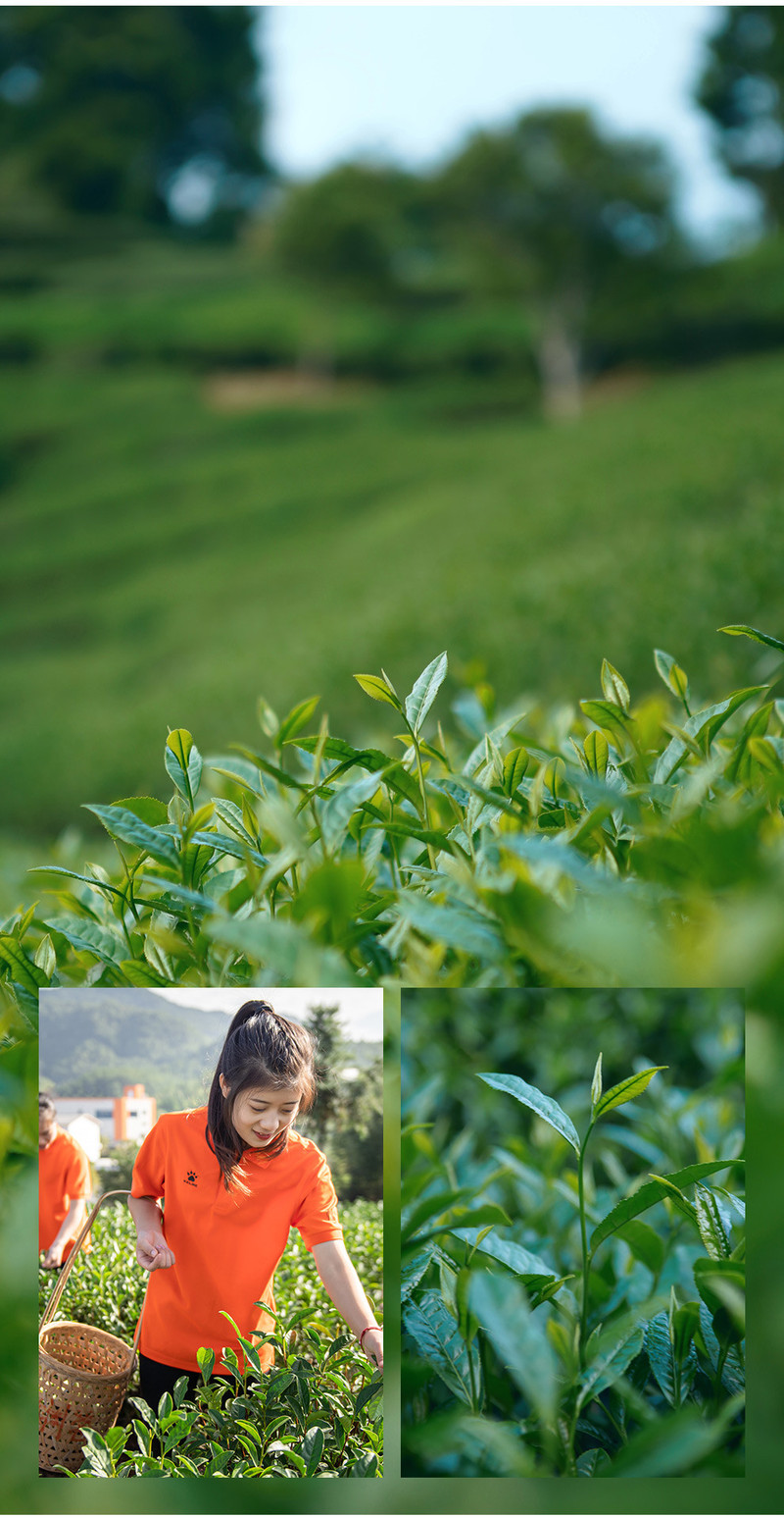 桃渊茗 桃渊茗 武夷山原产 高品质岩茶产区见山大红袍岩茶单罐100G 散装罐装茶叶礼盒装