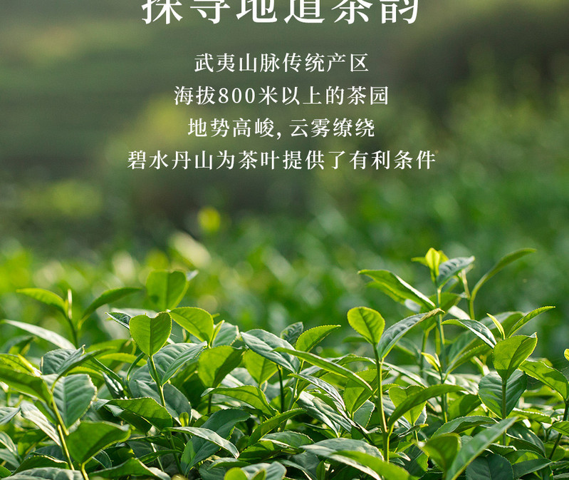 桃渊茗 武夷山茶叶大红袍250g 桃渊茗万里茶道系列 原产地包邮