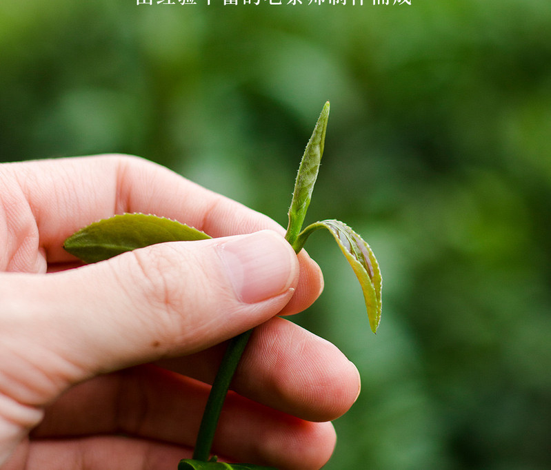 桃渊茗 武夷山茶叶金骏眉250g 桃渊茗万里茶道系列 原产地包邮