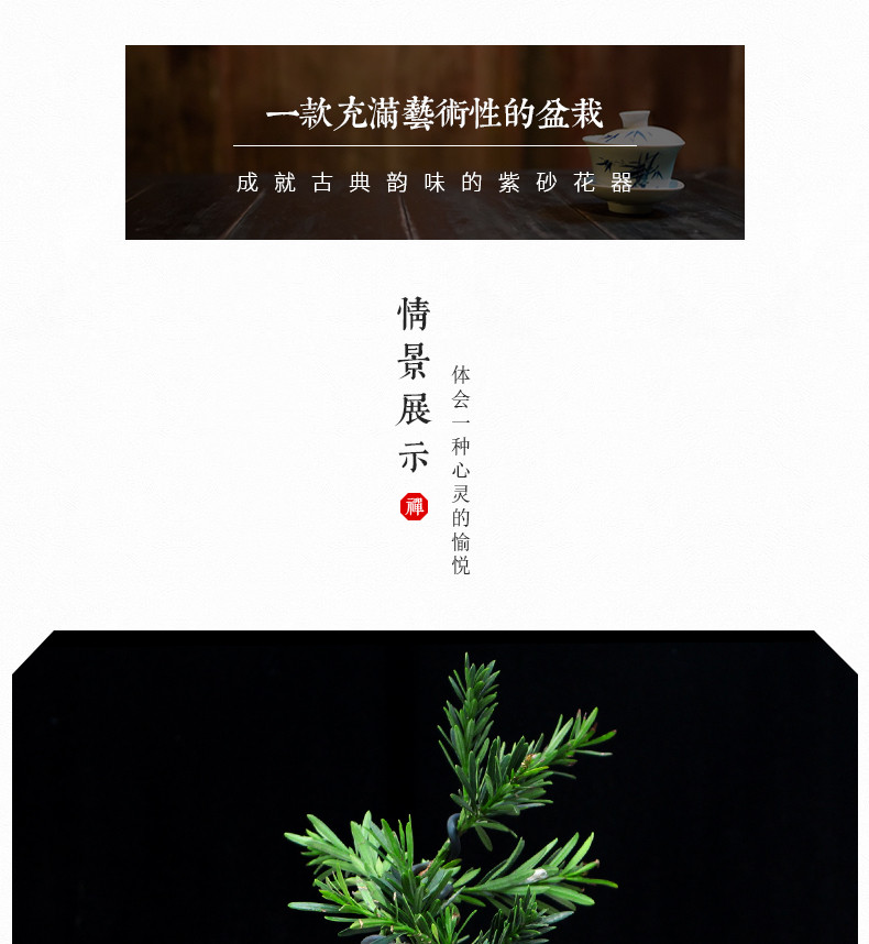 如皋花名堂 雀舌素材苗罗汉松微型盆景绿植造型小盆栽室内植物迎客松（江浙沪皖包邮）