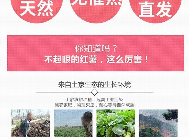 皋膳源 【如皋农品】如皋磨头高沙土小香薯(5斤装 )  【如皋金旺农场产】    江浙沪皖包邮