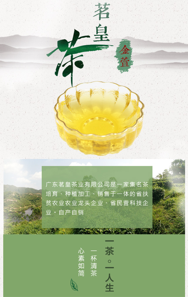 茗皇茶 金萱105克/包