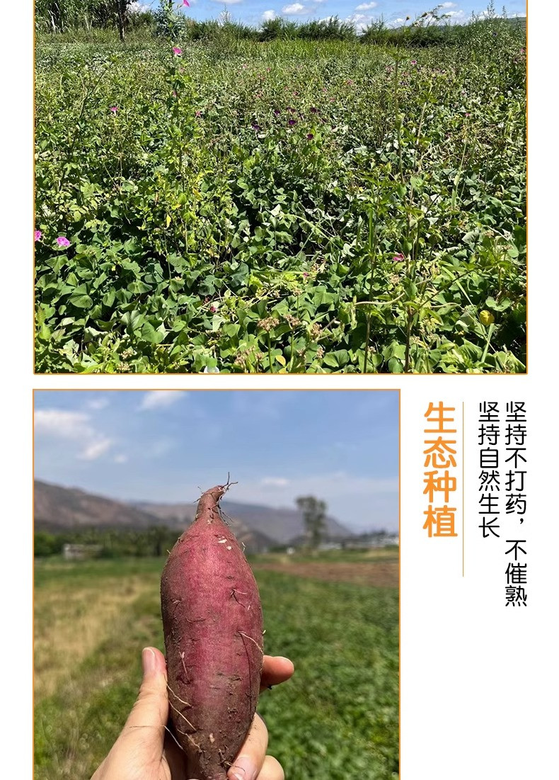 农家自产 薯中贵族-红瑶蜜薯5斤装中果【德州馆】