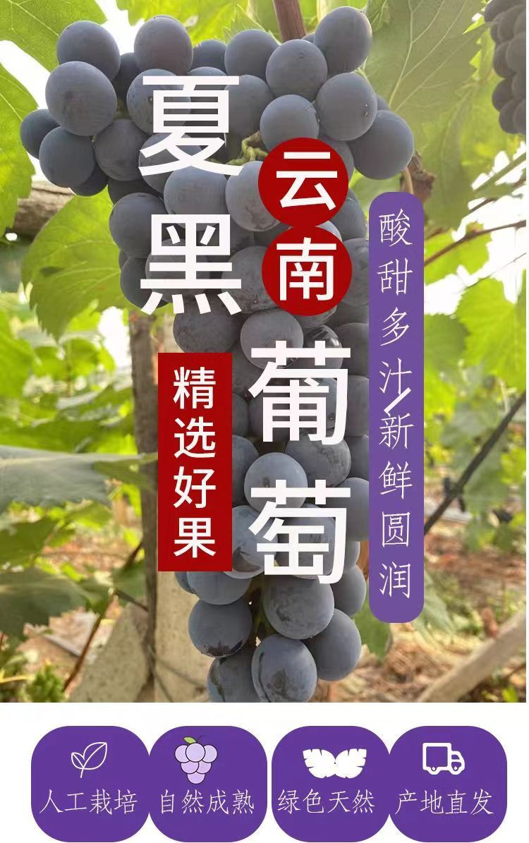 农家自产 新鲜葡萄20斤装