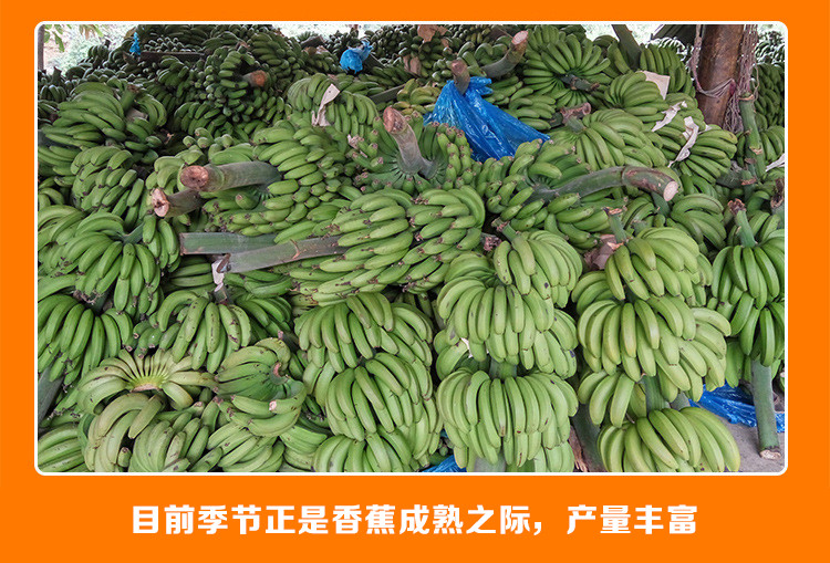 【48小时发货】香蕉5斤包邮(买一送一发带箱10斤) 甜香蕉 甜糯香蕉 非芭蕉小米蕉新鲜水果