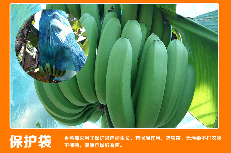 【48小时发货】香蕉5斤包邮(买一送一发带箱10斤) 甜香蕉 甜糯香蕉 非芭蕉小米蕉新鲜水果