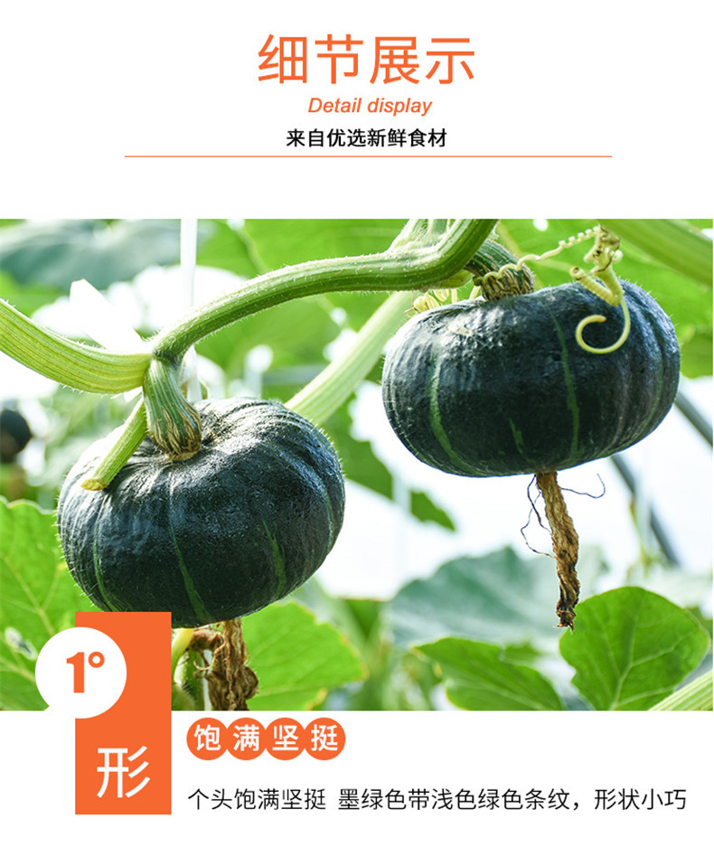 【 领券立减14.9元】贝贝南瓜5斤包邮 迷你南瓜新鲜蔬菜水果粉香糯真贝贝迷你南瓜水果