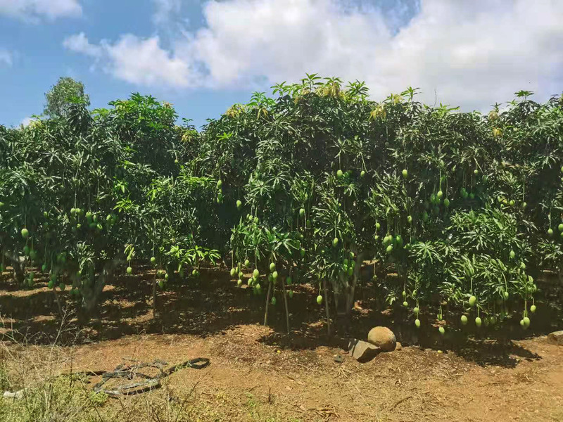 覃斗铺前蛋芒—中国芒果之乡特产—邮政精选单果0.4~0.6斤/个（4斤装）