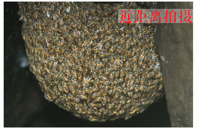 桐山源土蜂蜜500g（仅限南阳地区积分兑换）