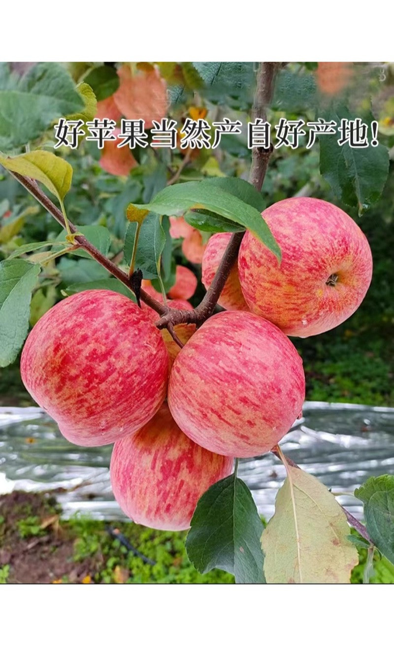 烟台苹果 苹果5kg