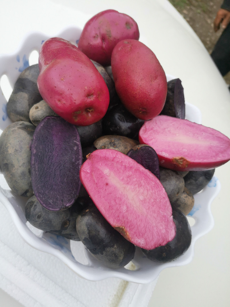 甘孜色达县特产非转紫土豆+红土豆套装2.5KG包邮