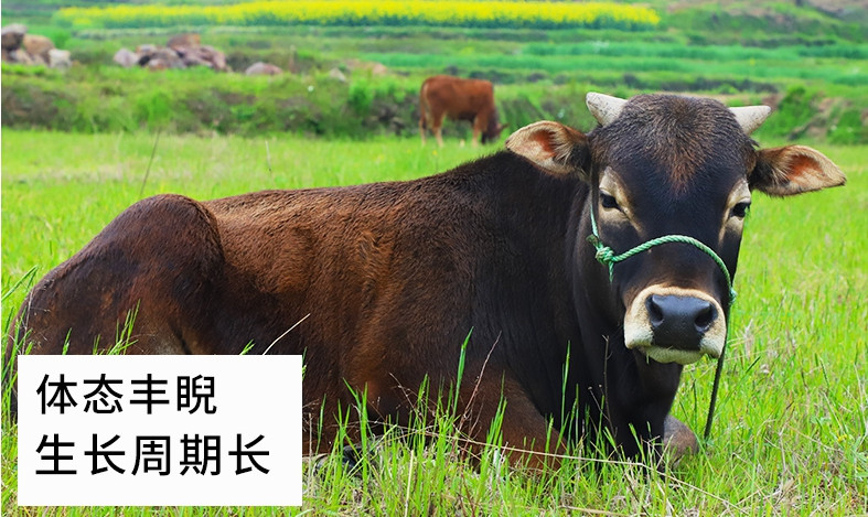 六亩坵 【消费帮扶】绩溪黄牛肉   自产自销  真空包装  3斤/份