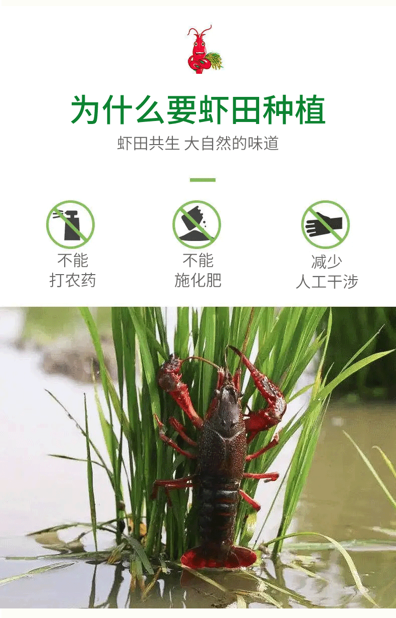 旌玉屏 【消费帮扶】虾稻米 2.5kg