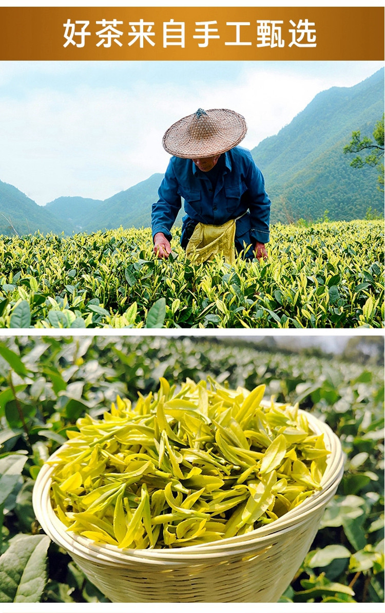 鹰台山 【徽茶邮礼】广德鹰台山 高山早春初采黄金芽