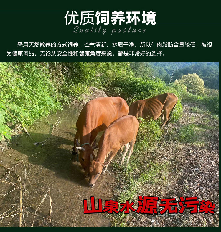 农家自产 【皖南特产】绩溪八戒散养小黄牛   新鲜原切 牛腩肉