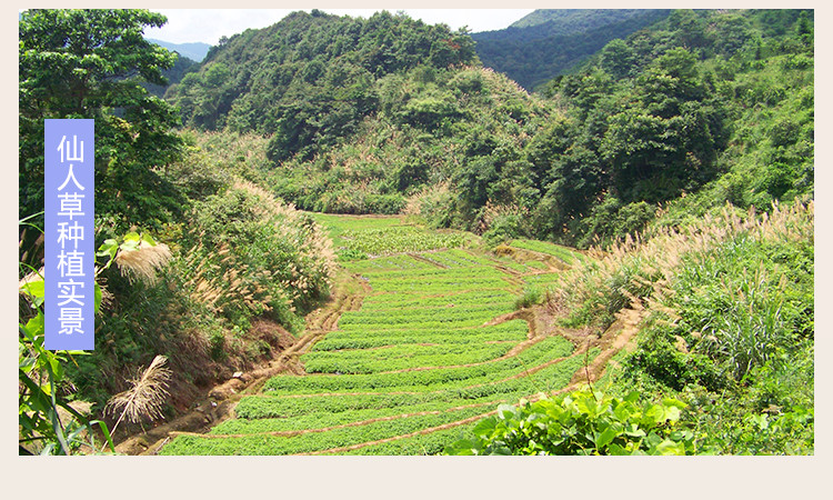 威大地黑凉粉烧仙草粉原味仙人粄粉200g客家特产芋圆烧仙草珍珠奶茶原料