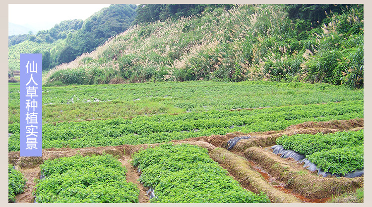 威大地葛根仙人粄粉200g黑凉粉仙人草粉草粿仙芋鲜仙草叶冻珍珠奶茶原料