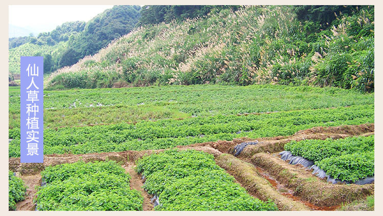 威大地烧仙草粉黑凉粉粉威大地土茯仙人粄粉200g芋圆烧仙草珍珠奶茶原料