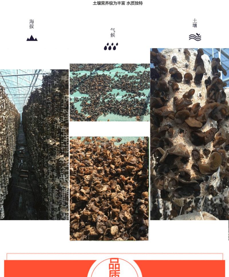 【龙江馆】龙江县鹤城红姐东北黑木耳（扶贫产品）