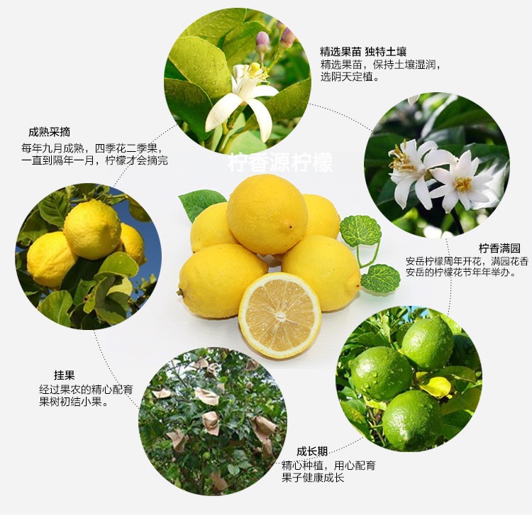 【宜宾就业扶贫馆】宜宾高县沙河“龙茂”鲜柠檬1000g