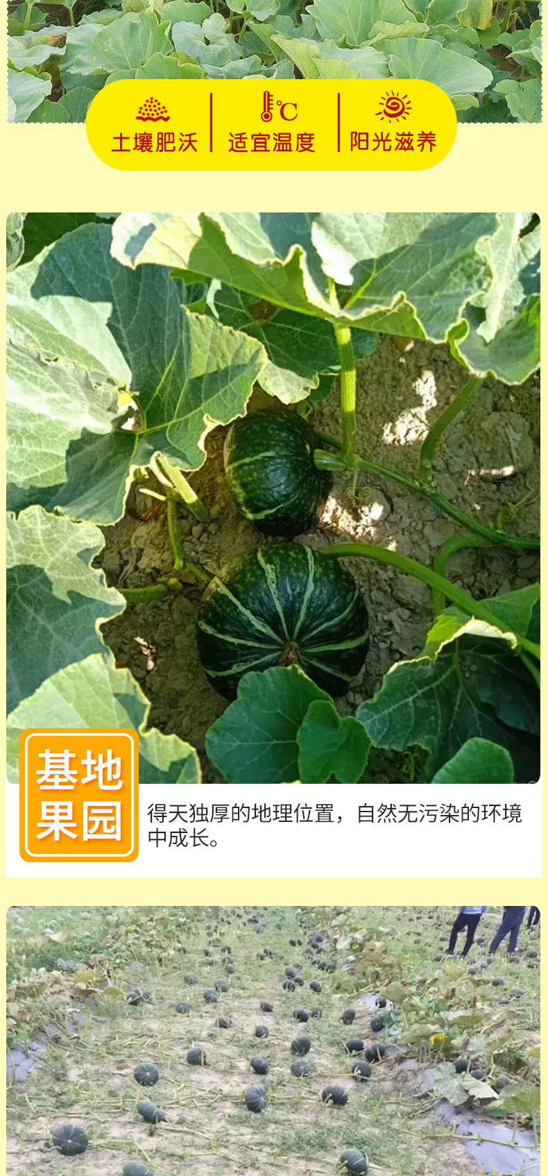 贝贝南瓜2.5kg/箱