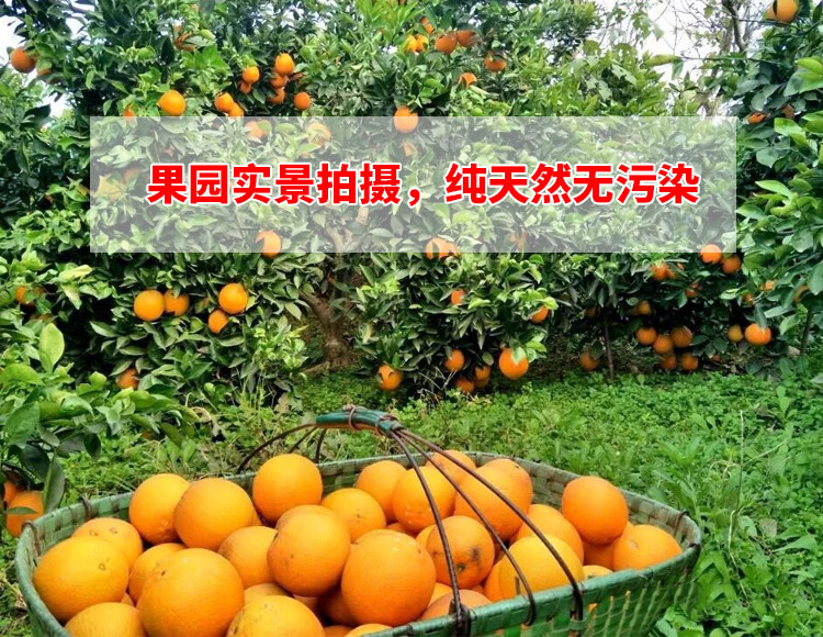 脐橙当季新鲜水果非赣南橙奉节脐橙净重9斤装现摘现发手剥橙