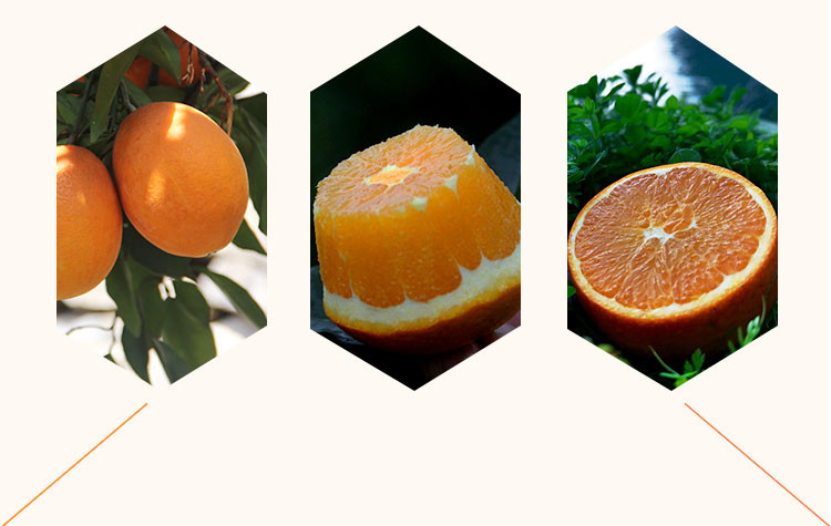 【孝昌】七仙红秭归纽 荷尔橙 脐橙 10斤顺丰包邮