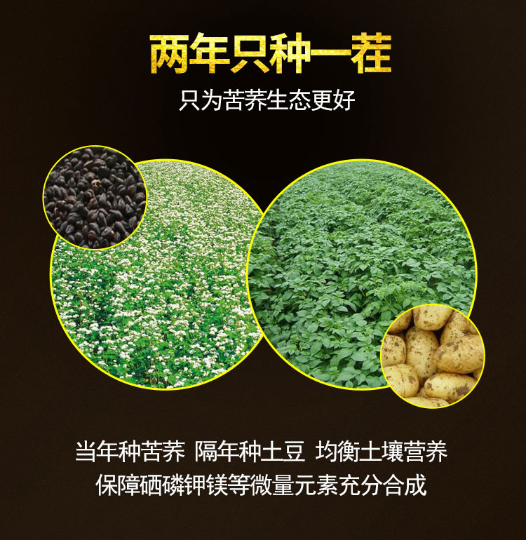 雁门清高 云硒黑苦荞茶礼盒300g